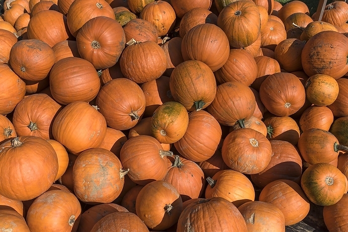 Halloween pumpkins, Bavaria, Germany, Europe
