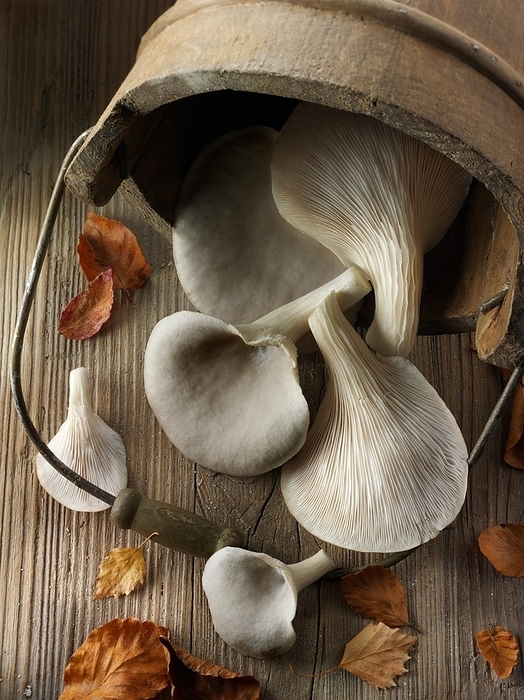 Fresh picked edible grey oyster mushrooms (Pleurotus)