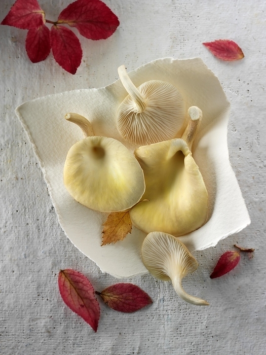 Fresh picked edible yellow or golden oyster mushrooms (Pleurotus citrinopileatus)