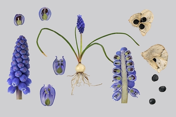Armenian Grape hyacinth (Muscari armeniacum), plant, flower, bulb, flower details, seed stand, seed, Photo panel, Germany, Europe
