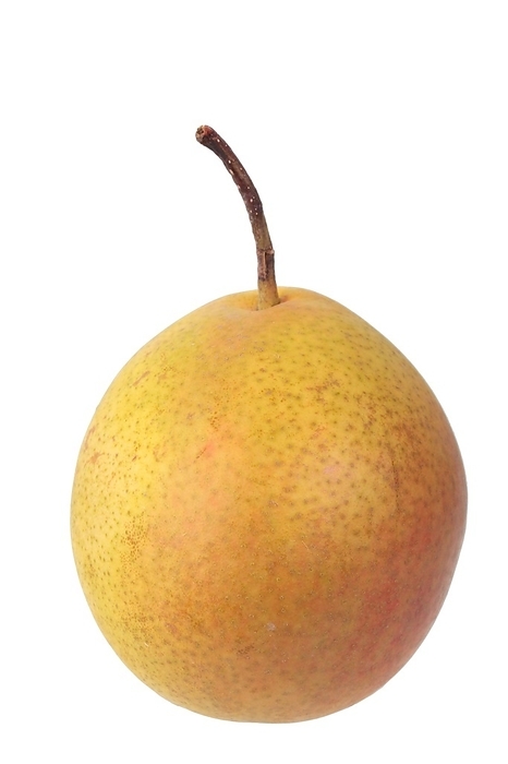 Pear variety Amanlis Butterbirne, Freisteller, Germany, Europe
