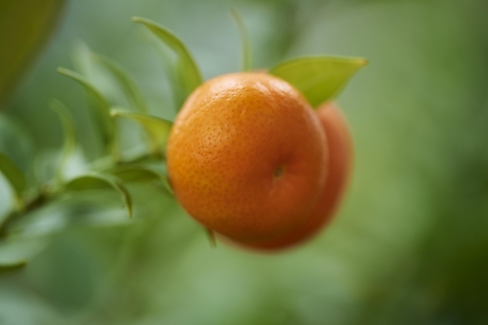 Mandarin orange (Citrus reticulata) friut hanging on a branch in a greenhouse, Germany, Europe