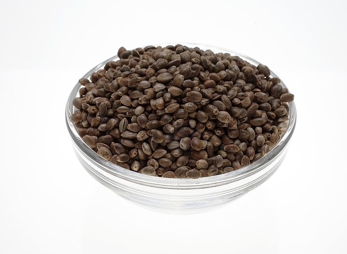 Hemp seeds or hemp nuts, Canabis sativa, food and natural medicine