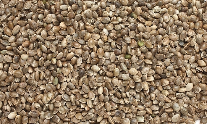 Hemp seeds or hemp nuts, Canabis sativa, food and natural medicine
