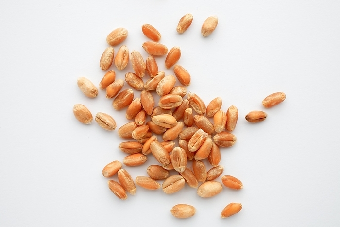 Mature wheat, wheat grains, soft wheat