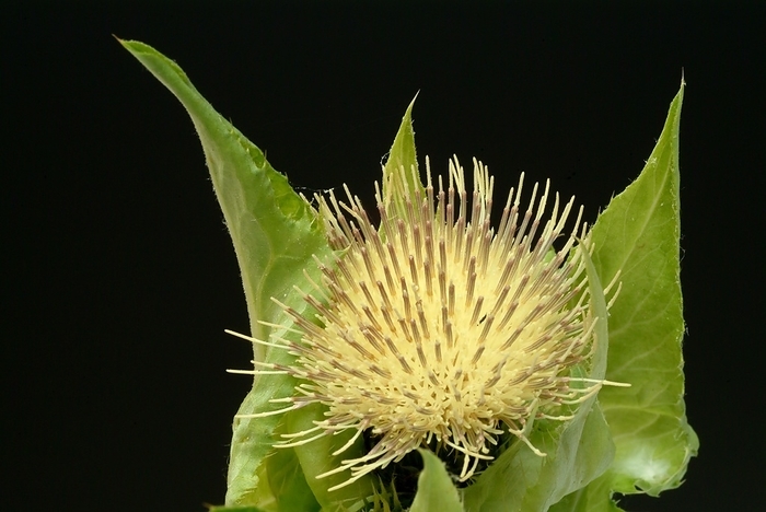 Cabbage thistle (Cirsium), cabbage thistle oleraceum. In Eastern Europe and Siberia, it is used as a vegetable plant and cultivated for this purpose in Japan. Medicinal plant against rheumatism and gout