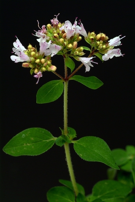 Oregano (Origanum vulgare), true dost, labiates family, used as a spice plant and medicinal herb