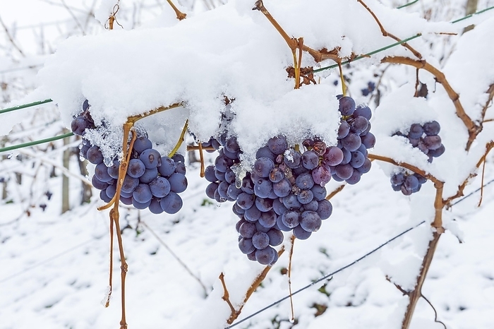 Trollinger grapes covered with snow, onset of winter, Baden-Württemberg, Germany, Europe