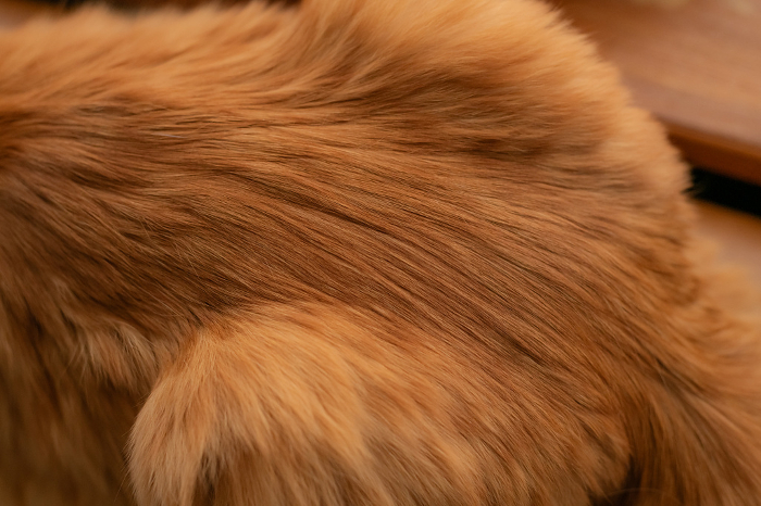 Cat fur that makes you want to touch it Brown tiger cat
