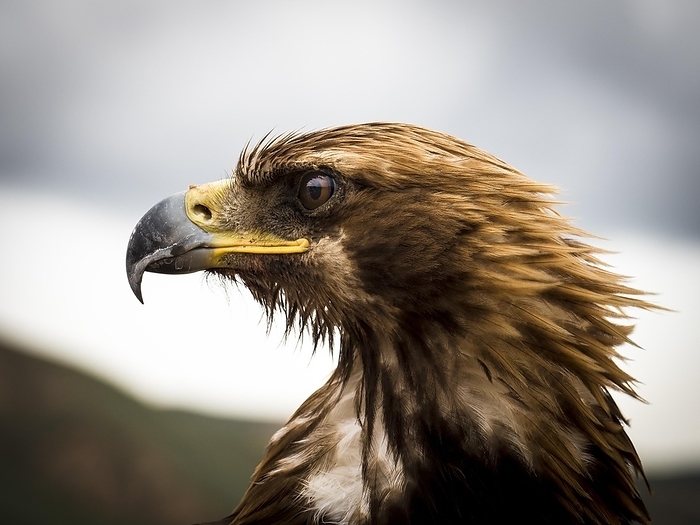 golden eagle  Aquila chrysaetos  Golden eagle  Aquila chrysaetos , portrait, Jety Oguz, Kyrgyzstan, Asia