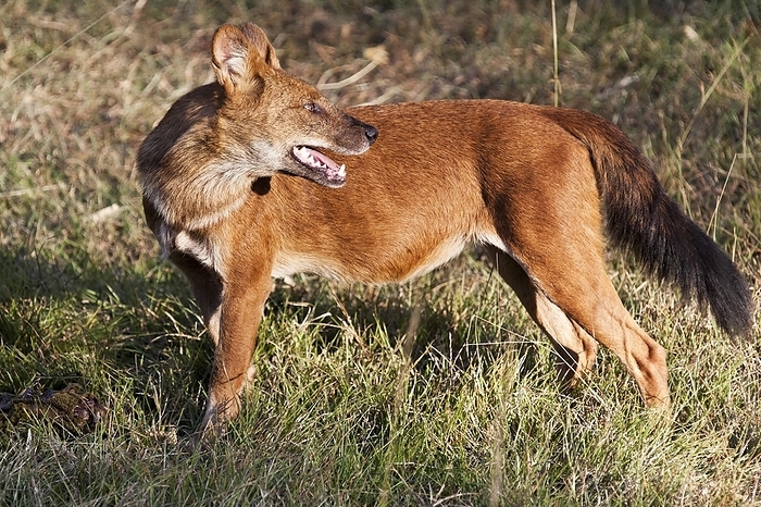 doll Red or Asiatic wild dog  Cuon alpinus , Bandipur National Park, Chamarajanagar district, Karnataka, India, Asia