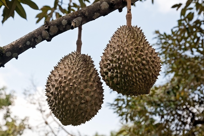 Durian (Durio zibethinus), fruit on branch, Morn Thong, Thailand, Asia