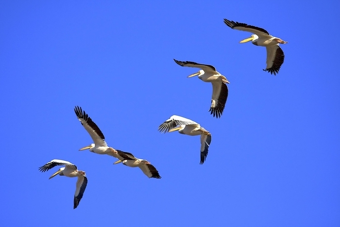 Pelicans (Pelecanidae) in flight, Botswana, Africa