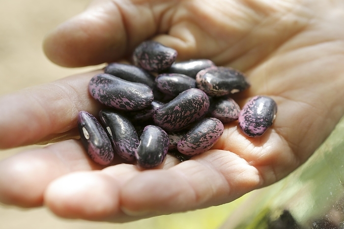 Hand with Scarlet runner beans (Phaseolus coccineus), Bergisches Land, NRW, Germany, Europe