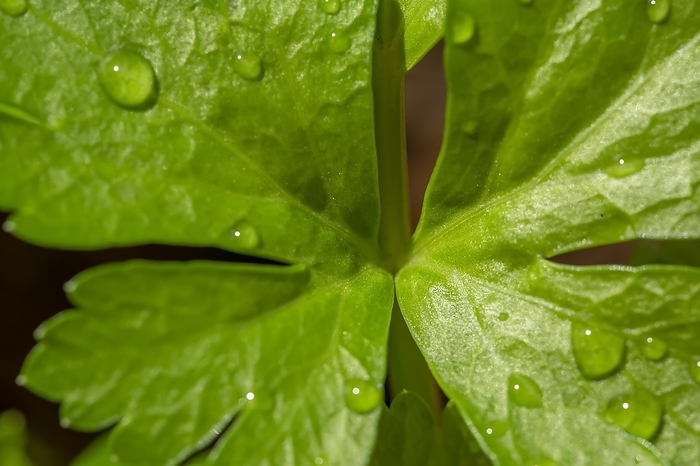 Macro shot of organic Celery (Apium graveolens) leaf, Beau Bassin, Mauritius, Africa
