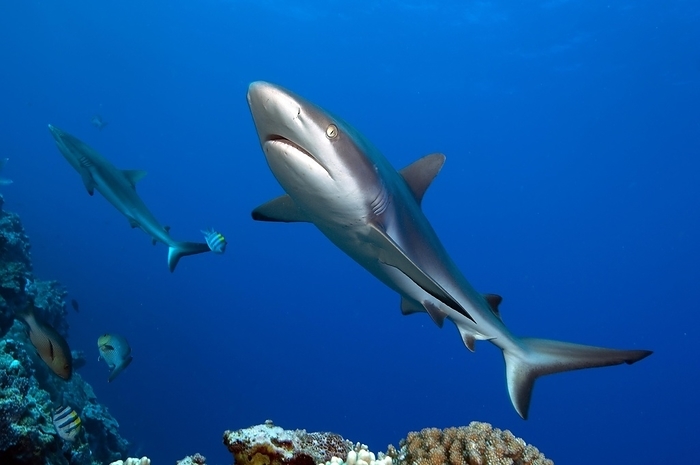 grey reef shark Grey reef shark  Carcharhinus amblyrhynchos  swimming over tropical coral reef, Pacific Ocean, Caroline Islands, Yap Island, Yap State, Federated States of Micronesia