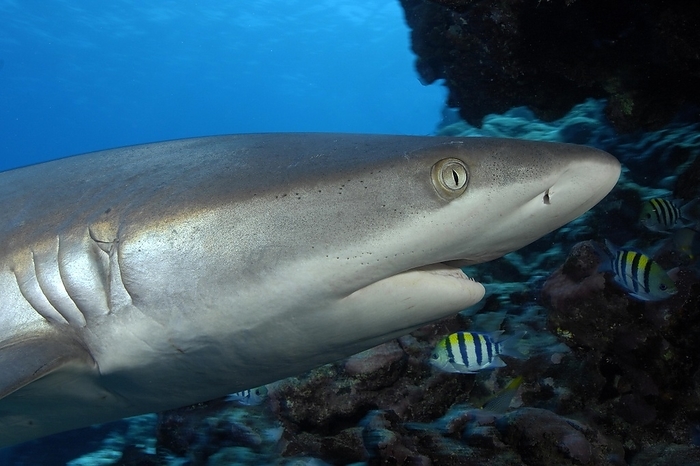 grey reef shark Close up of head of grey reef shark  Carcharhinus amblyrhynchos  has mouth slightly open swimming in tropical coral reef, Pacific Ocean, Caroline Islands, Yap Island, Yap State, Federated States of Micronesia