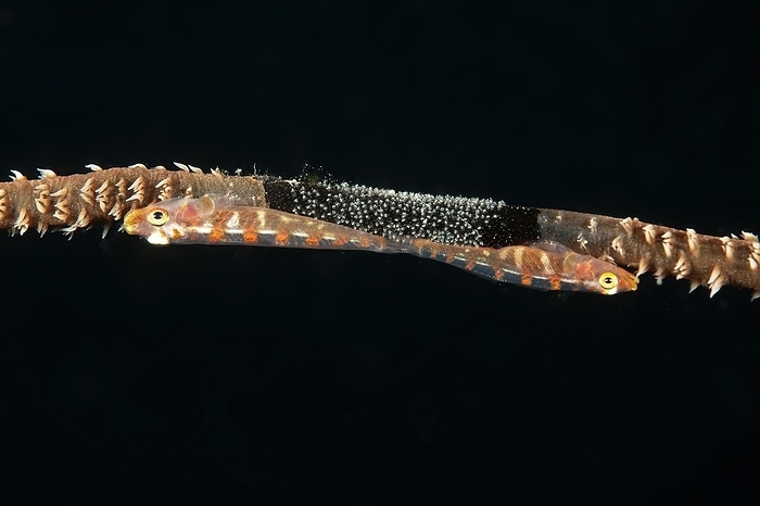 red spotted pygmy goby Extreme close up of pair of wire coral goby  Bryaninops amplus  White striped sea whip goby guarding has laid clutch of eggs on wire coral whip coral  Cirrhipathes spiralis , Pacific Ocean, Caroline Islands, Yap Island, Yap State, Federated States of Micronesia