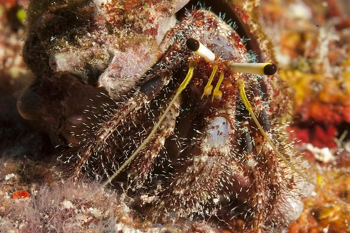 Close-up of reef hermit crab (Dardanus lagopodes) looking directly at viewer, Pacific Ocean, Caroline Islands, Yap Island, Yap State, Federated States of Micronesia