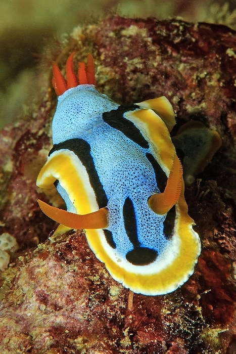 Nudibranch (Chromodoris annae) with extended long antennae crawls over feeding sponges (Porifera) in coral reef, Pacific Ocean, Caroline Islands, Yap Island, Yap State, Federated States of Micronesia