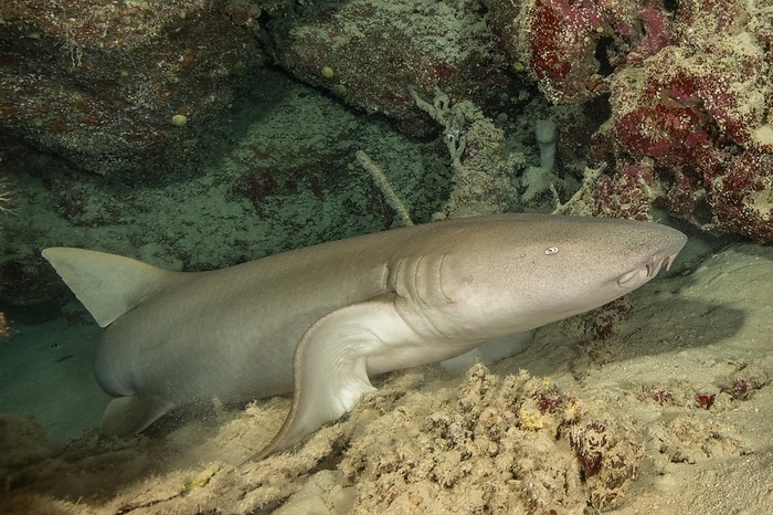 tawny nurse shark  Nebrius ferrugineus, species found in the Indo Pacific  Nurse shark  Nebrius ferrugineus  lying in small grotto leaning on pectoral fin lifting upper body, Pacific Ocean, Yap Island, Yap State, Caroline Islands, FSM, Federated States of Micronesia, Australia, Oceania