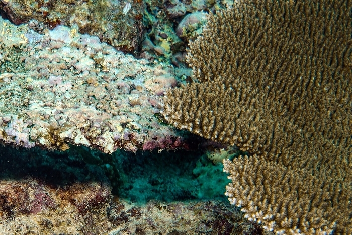 unicorn flanked by two species of birds View from above left after coral bleaching dead Hyacinth table coral  Acropora hyacinthus  Hyacinth table coral right next to it healthy intact hard coral Table coral  Acropora , Pacific Ocean