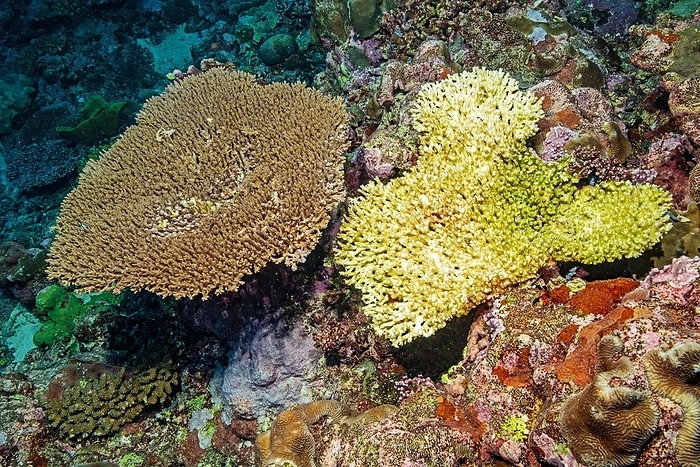 unicorn flanked by two species of birds View from above left healthy intact hyacinth table coral  Acropora hyacinthus  hyacinth table coral right next to it dead stone coral after coral bleaching hard coral table coral  Acropora , Pacific Ocean