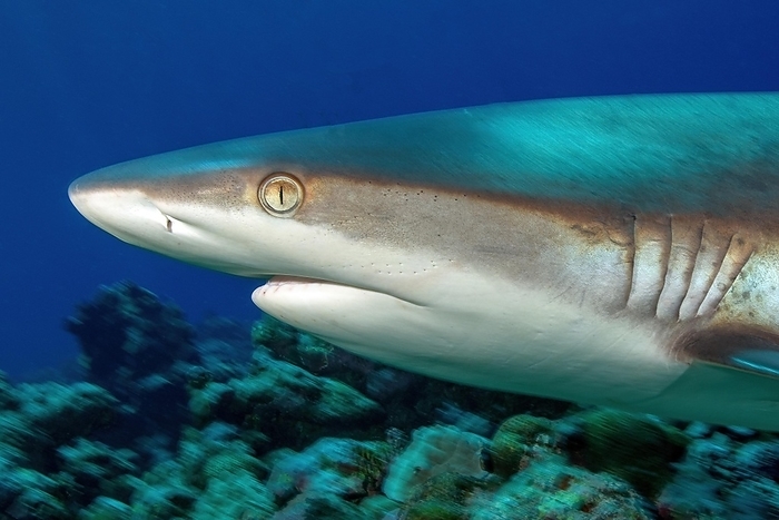 grey reef shark Lateral close up of head and gills of grey reef shark  Carcharhinus amblyrhynchos  shark swimming close over stony corals  Scleractinia  in coral reef, Pacific Ocean, Yap Island, Yap State, Caroline Islands, FSM, Federated States of Micronesia, Australia, Oceania