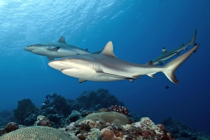 grey reef shark Two grey reef sharks  Carcharhinus amblyrhynchos  sharks swimming side by side close over stony corals  Scleractinia  in coral reef, Pacific Ocean, Yap Island, Yap State, Caroline Islands, FSM, Federated States of Micronesia, Australia, Oceania