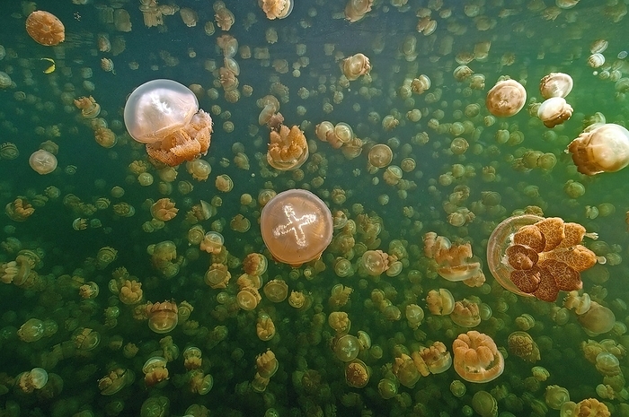 Large quantity Number of umbrella jellyfish Lagoon (Mastigias papua) jellyfish Golden jellyfish in brackish water Jelly Fish Lake, Pacific Ocean, Republic of Palau