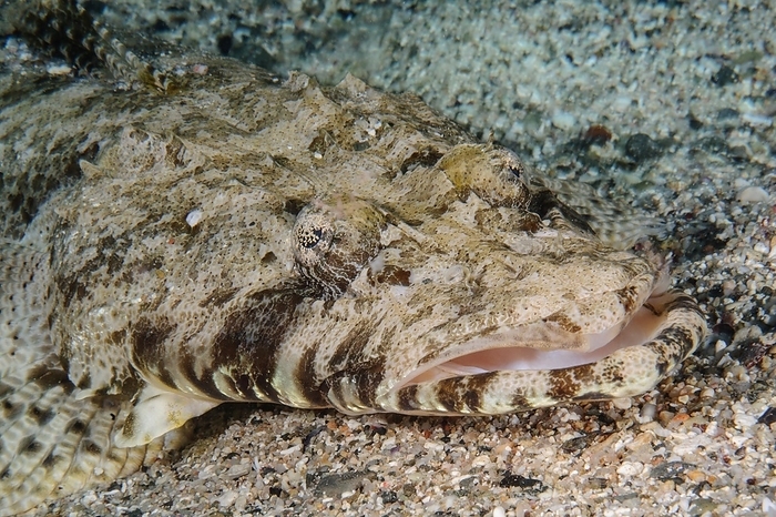 Close-up of head and mouth of crocodile fish (Papilloculiceps longiceps), Pacific Ocean, Yap Island, Yap State, Caroline Islands, FSM, Federated States of Micronesia, Australia, Oceania