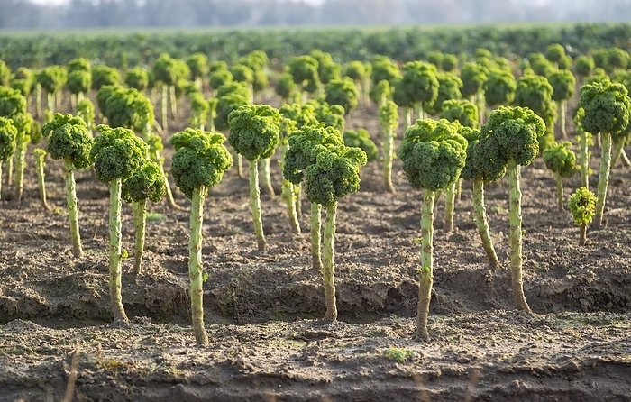 Side view of Broccoli plants (Brassica) oleracea, growing in field, Bromham, Wiltshire, England, UK