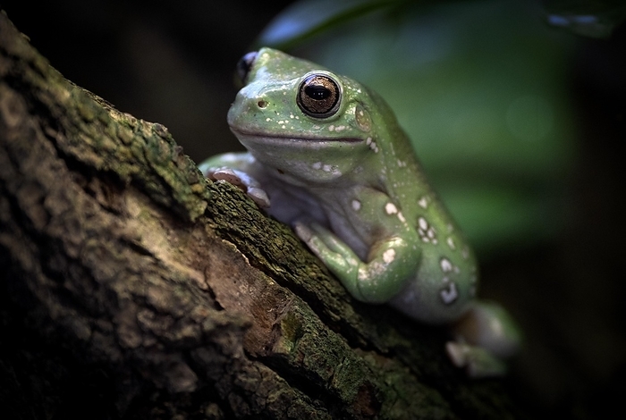 Australian green tree frog (Litoria caerules), sitting on branch, captive, Baden-Württemberg, Germany, Europe