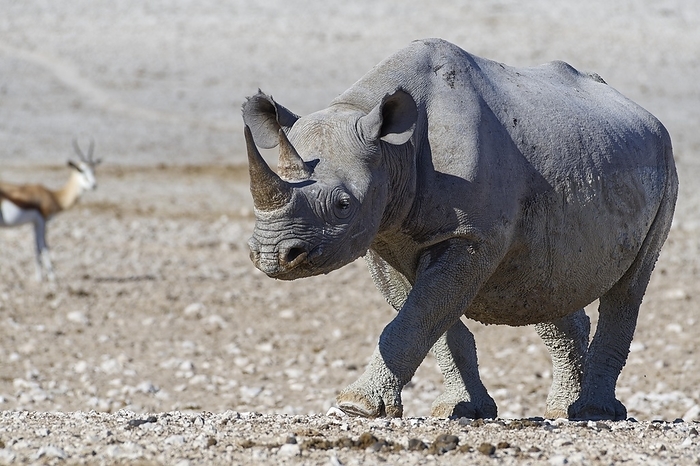 black rhinoceros  Diceros bicornis  Black rhinoceros  Diceros bicornis , adult female covered in wet mud, walking towards the waterhole, Etosha National Park, Namibia, Africa