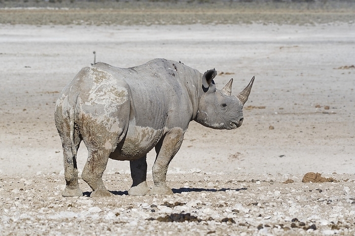 black rhinoceros  Diceros bicornis  Black rhinoceros  Diceros bicornis , adult female covered in wet mud, standing near the waterhole, Etosha National Park, Namibia, Africa