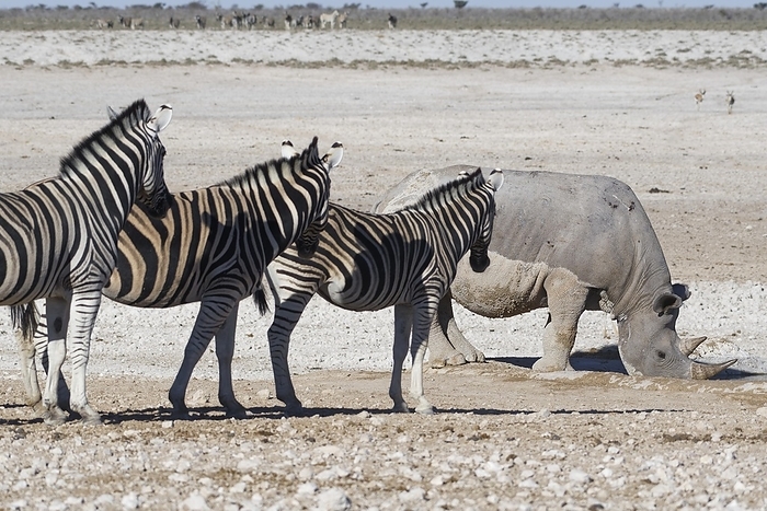 plains zebra  Equus quagga  Black rhinoceros  Diceros bicornis , adult female covered in wet mud, drinking at the waterhole, three Burchell s zebras  Equus quagga burchellii  standing in front, Etosha National Park, Namibia, Africa
