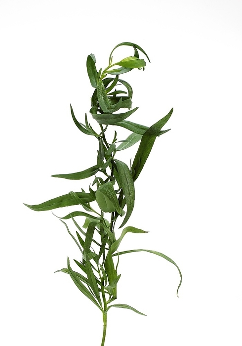 Tarragon (artemisia dracunculus) against White Background