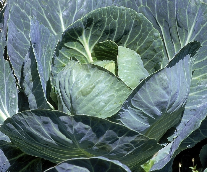 Castello Cabbage (brassica) oleracea
