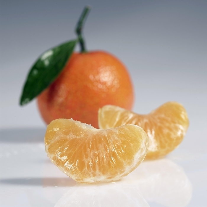 mandarin Clementine Fruits  citrus reticulata  against White Background