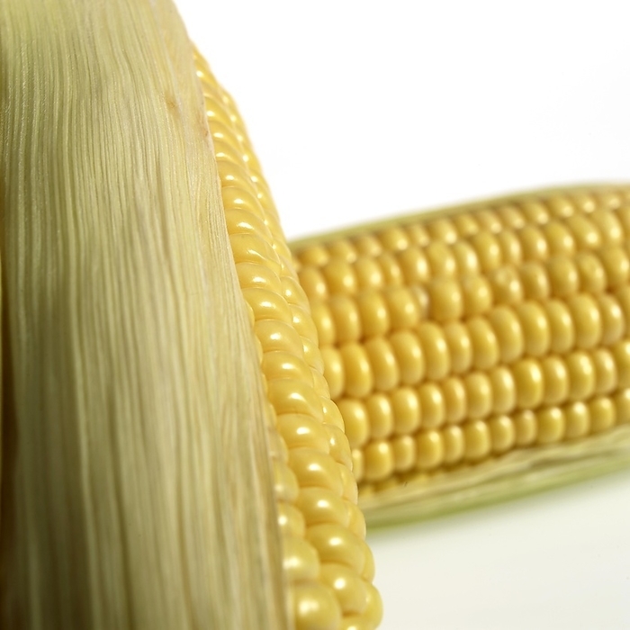maize Corn  zea mays , Cob against White Background