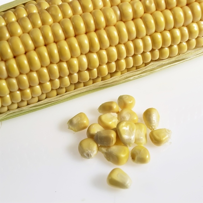 maize Corn  zea mays , Cob against White Background