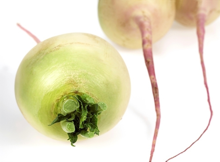 Turnips (brassica) rapa, Vegetables against White Background