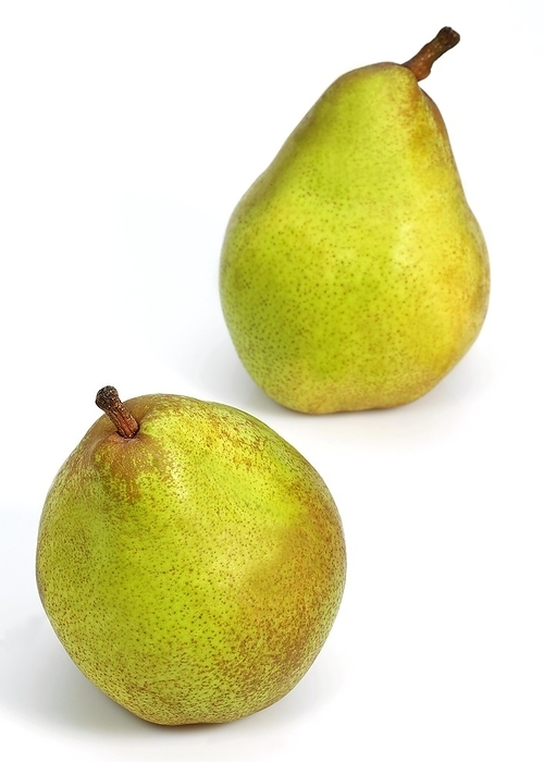 European pear  Pyrus communis  Comice Pear  pyrus communis , Fruit against White Background