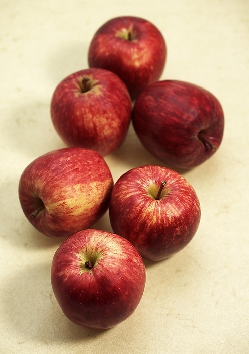 apple  fruit  Royal Gala Apple  malus domestica 
