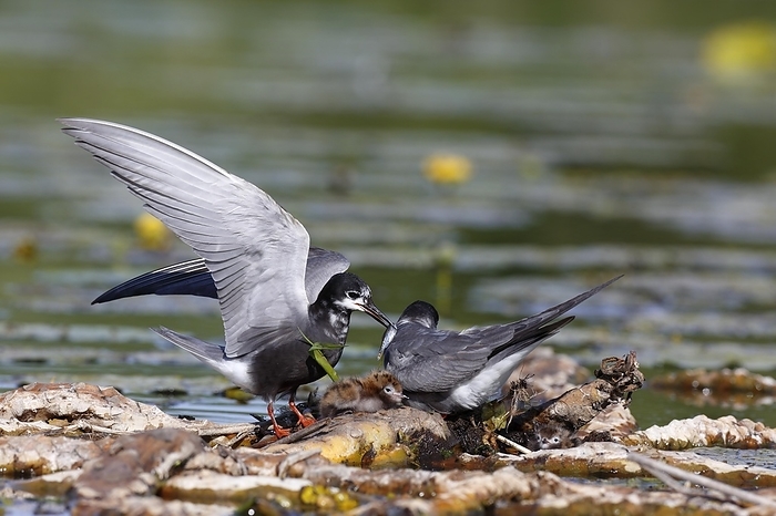 Black Tern (Chlidonias niger), adult with young on the nest, adult with jumper on the clutch, Naturpark Flusslandschaft Peenetal, Mecklenburg-Vorpommern, Germany, Europe