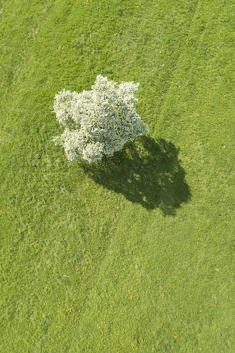 Aerial view of a solitary pear tree in white blossom and its shadows cast on a green meadow, Oetwil am See in the Zurich Oberland, Switzerland, Europe