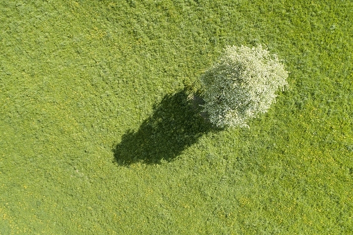 Aerial view of a solitary pear tree in white blossom and its shadows cast on a green meadow, Oetwil am See in the Zurich Oberland, Switzerland, Europe