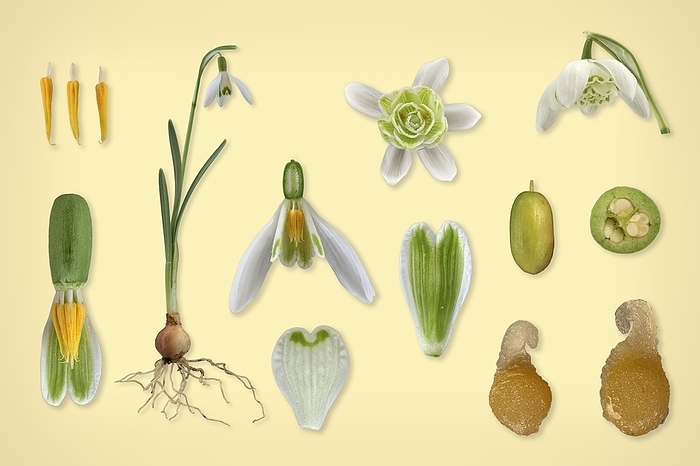 snowdrop  Galanthus nivalis  Common snowdrop  Galanthus nivalis , flower, bulb, seed stand, seed, picture panel, Germany, Europe