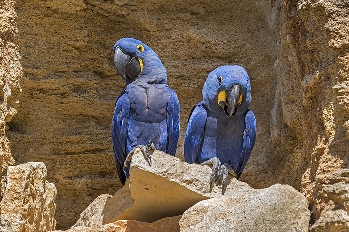 Hyacinth macaw, hyacinthine macaws (Anodorhynchus hyacinthinus) pair on rock ledge in cliff face, parrots native to central and eastern South America