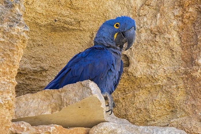Hyacinth macaw, hyacinthine macaw (Anodorhynchus hyacinthinus) on rock ledge in cliff face, parrot native to central and eastern South America